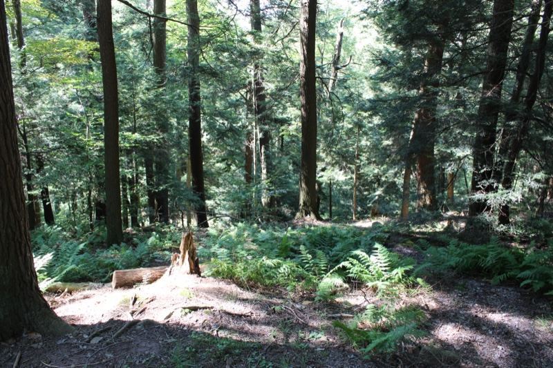 Sunlit Temperate Forest Floor