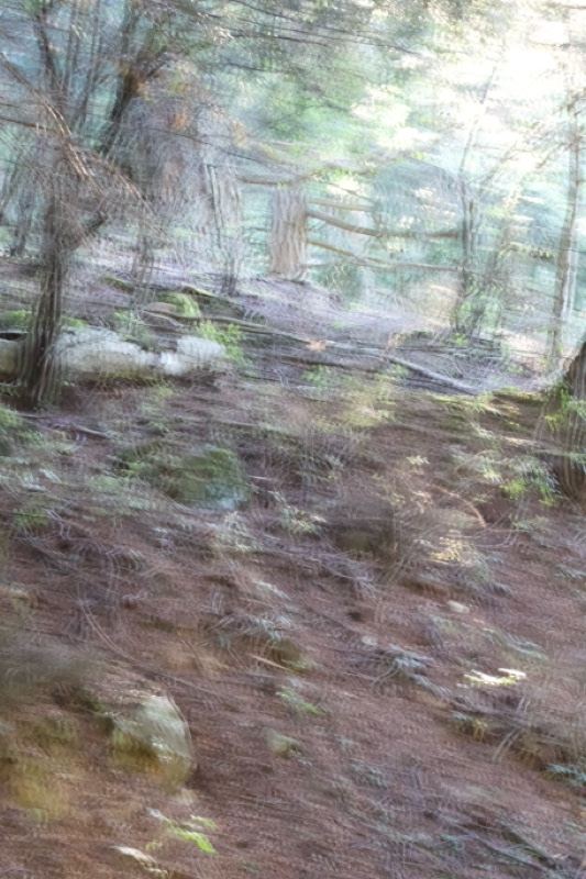 Blurred Forest Hillside Trail