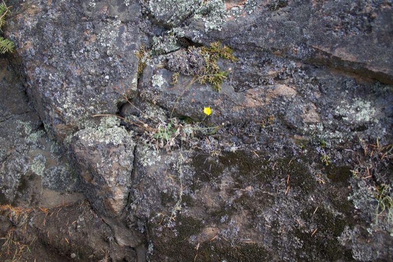Rugged Rock Surface with Moss