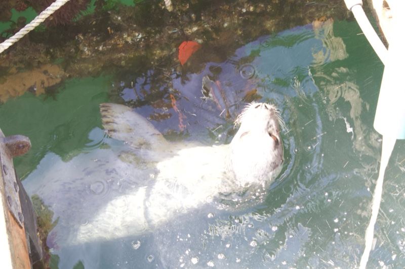 Seal Surfacing Near Dock