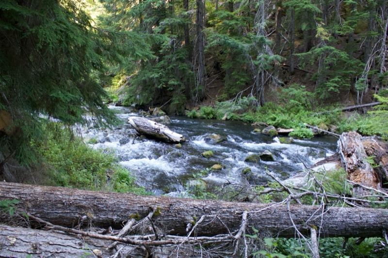Forest River With Fallen Log