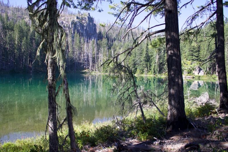 Alpine Lake Through Forest Trees