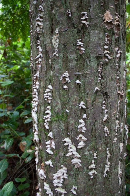 Tree trunk with white shelf fungi