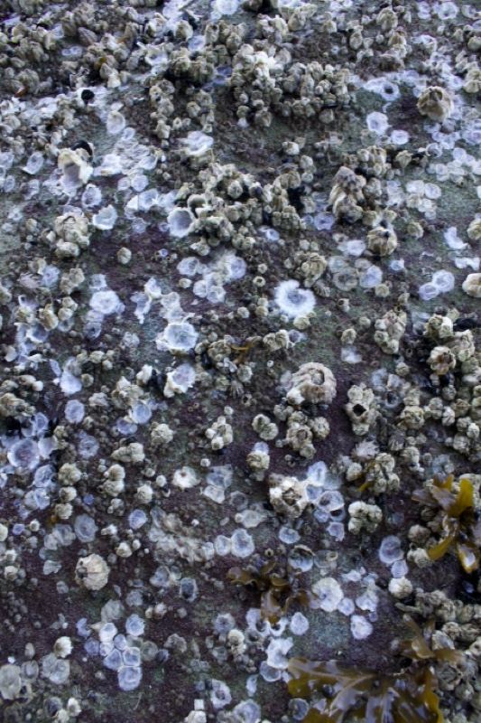 Barnacles on intertidal rock surface