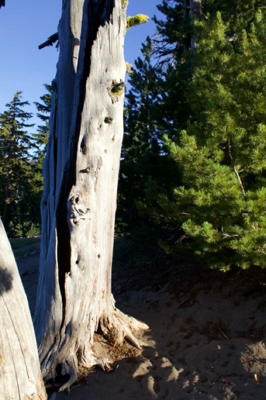 Bleached Snag in Sunlit Forest