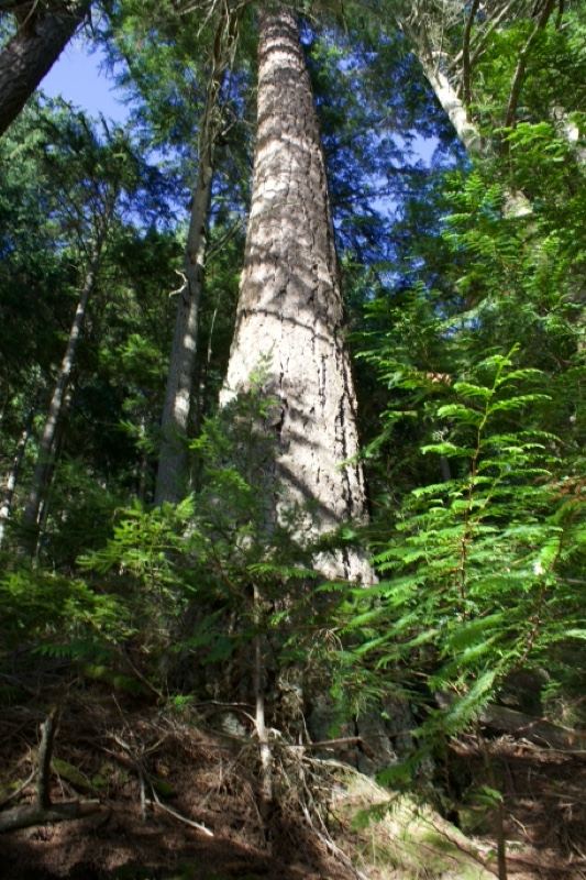 Tall Tree Trunk in Dense Forest