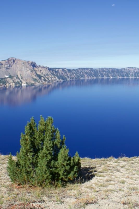 Crater Lake Caldera View with Evergreens