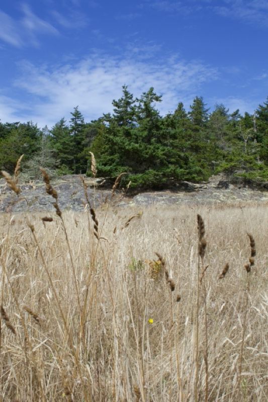Golden Grass Meadow with Evergreen Trees