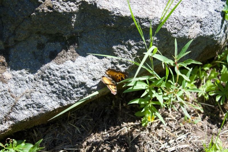 Orange Butterfly on Rock Near Grass