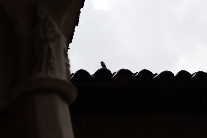 Bird on Tiled Roof Silhouette