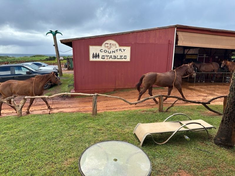 Horses Outside Red Country Stables