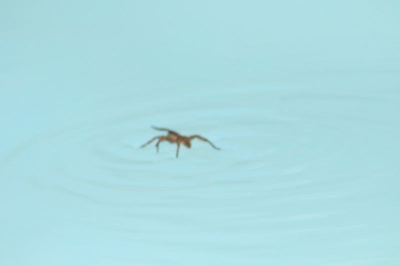 Spider Walking on Water Surface
