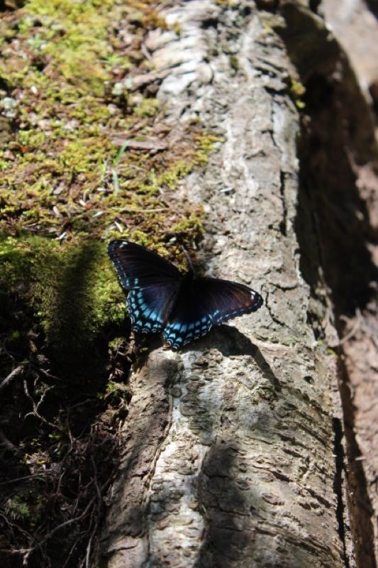 Red-spotted Purple Butterfly on Mossy Log