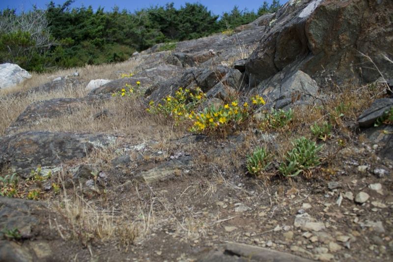 Rocky hillside with yellow wildflowers