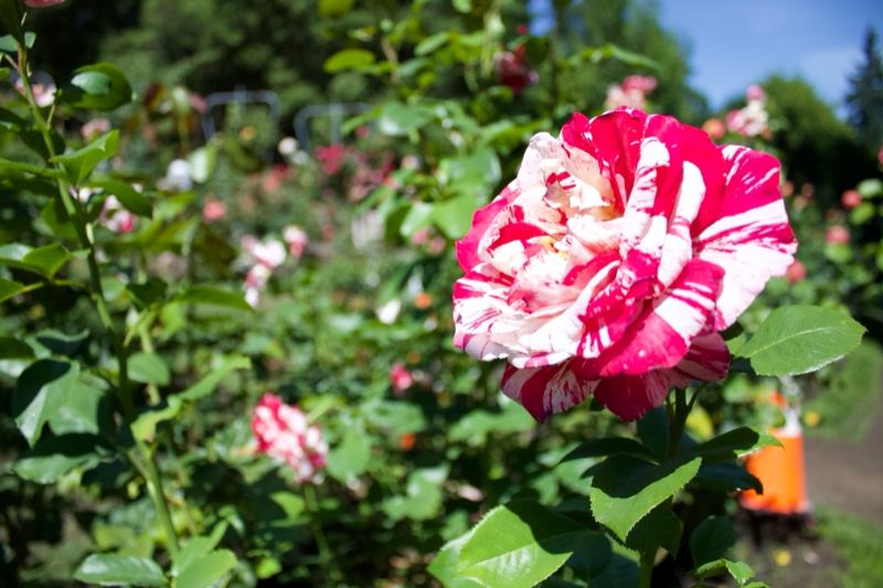 Variegated Pink White Rose Closeup