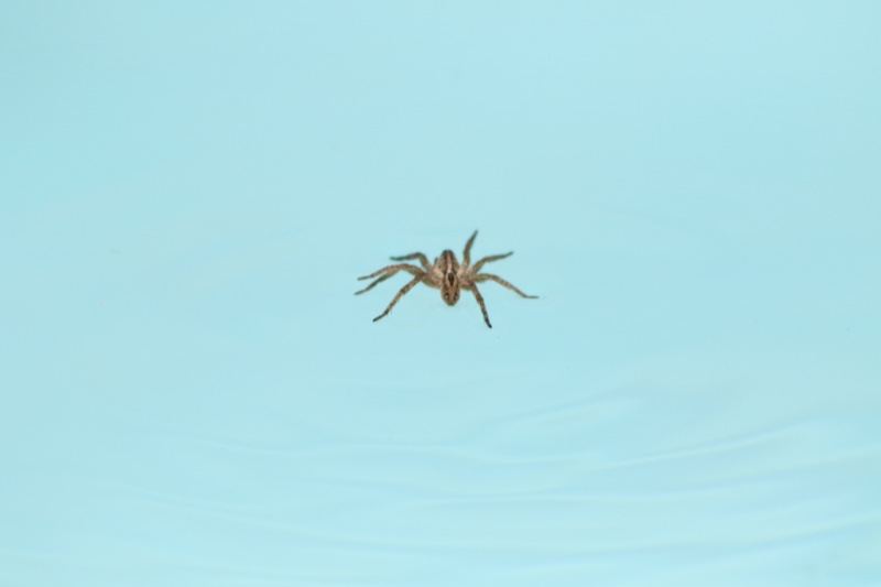 Spider Swimming On Water Surface