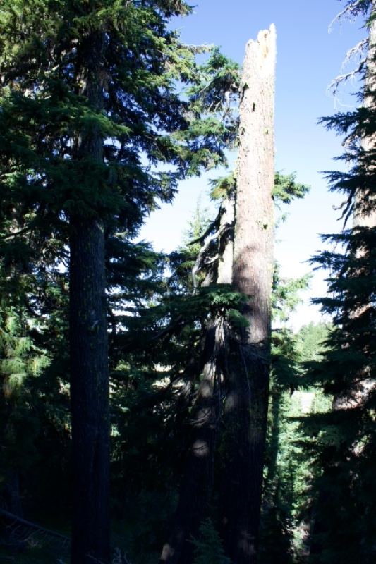 Dead Snag Among Conifer Forest