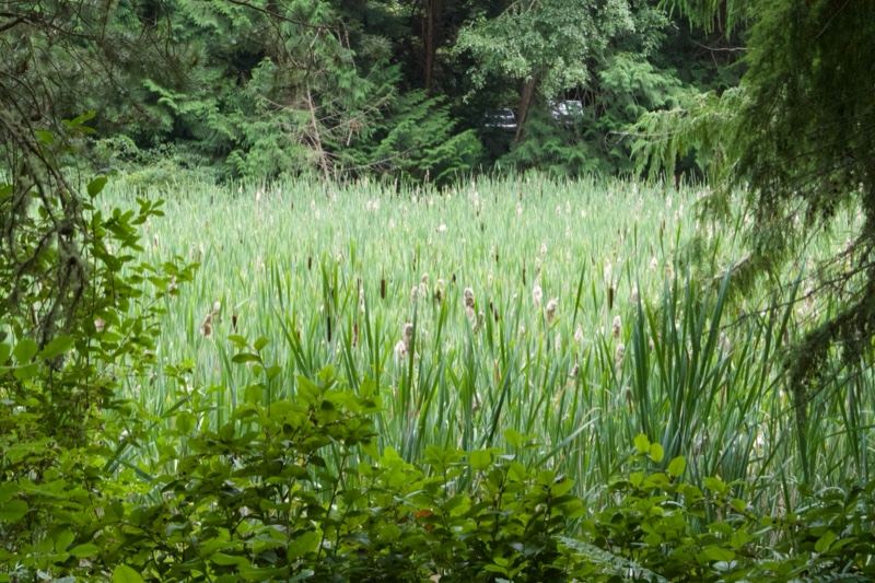 Reeds in Woodland Marsh