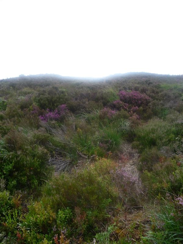 Moorland Heather Path Under Overcast Sky