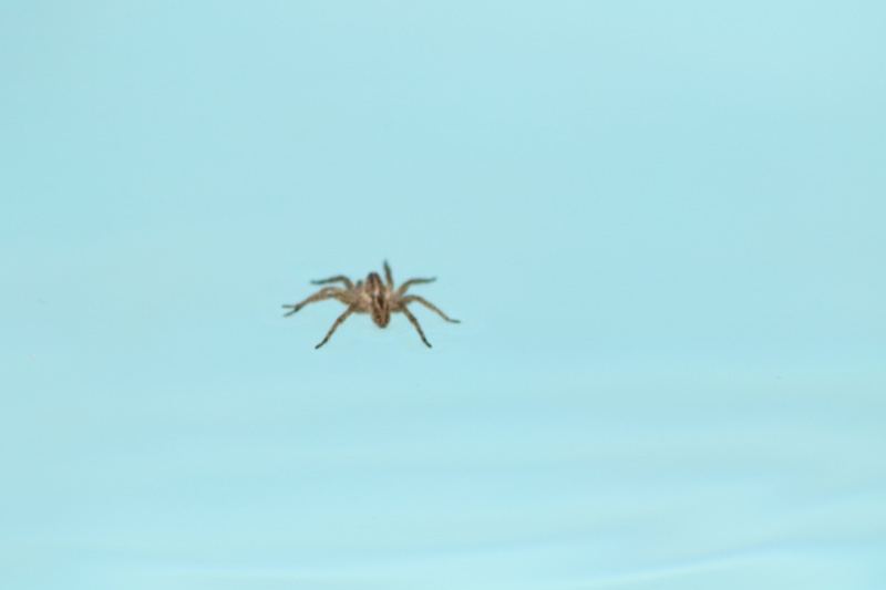 Spider Walking on Water Surface