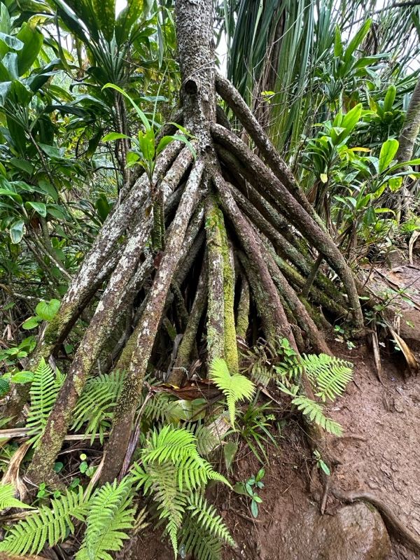 Tropical Tree Stilt Roots Jungle