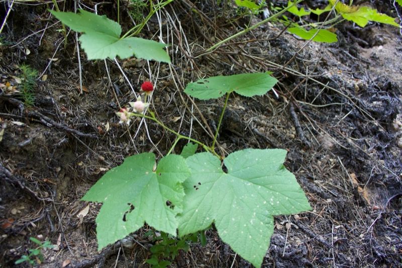 Thimbleberry plant with red fruit