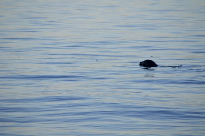 Seal Surfacing On Calm Water