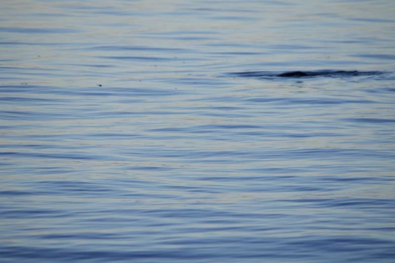 Rippled water with dark shape