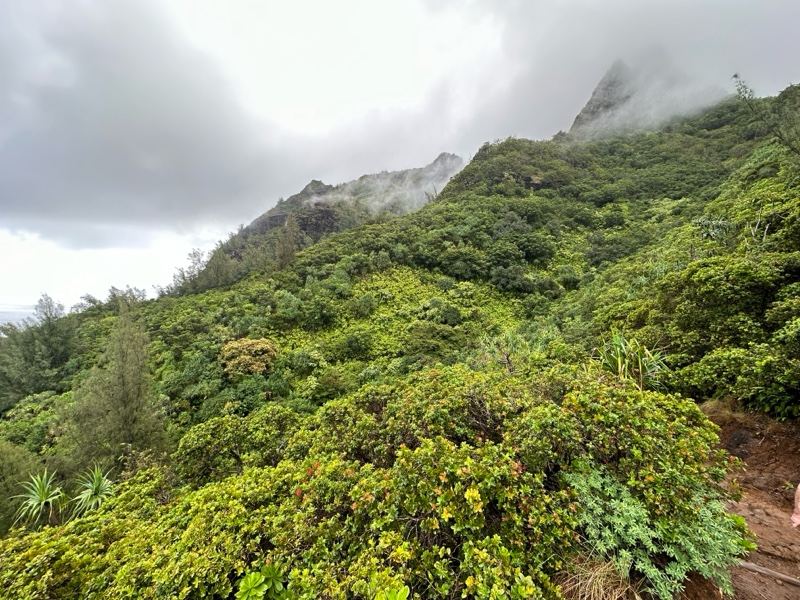 Misty Lush Mountain Trail View