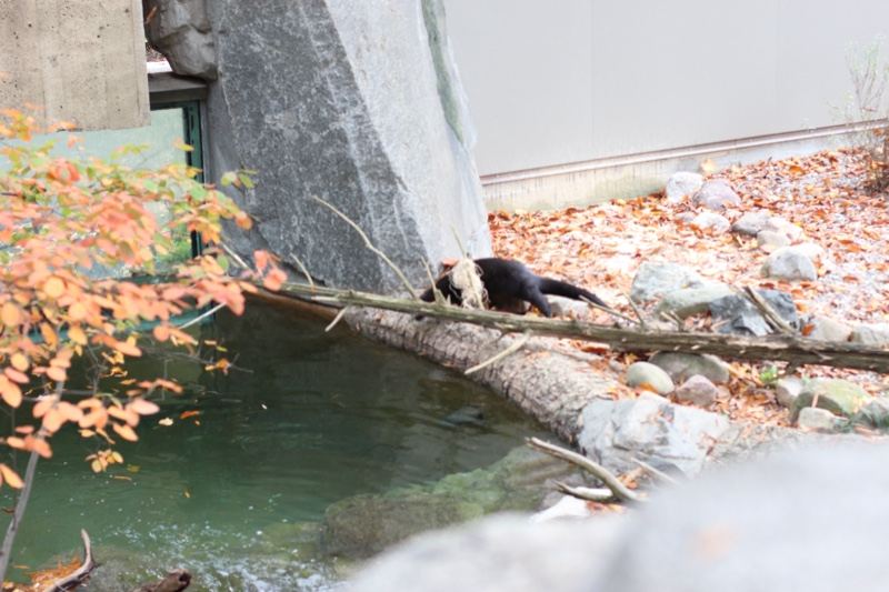 Otter on Log Over Pond