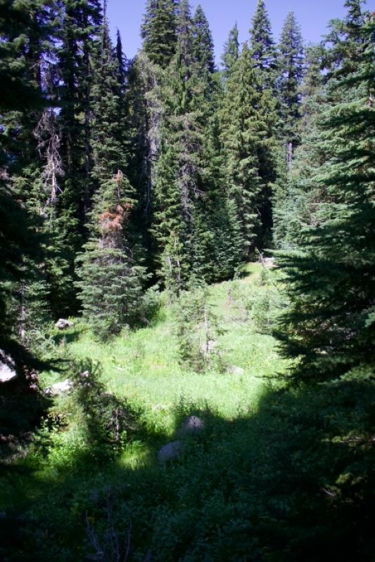Sunlit Conifer Forest Clearing