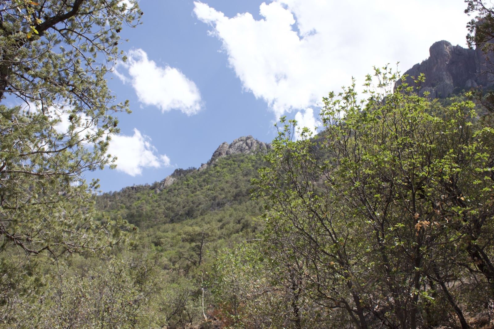 Mountain Forest Under Partly Cloudy Sky