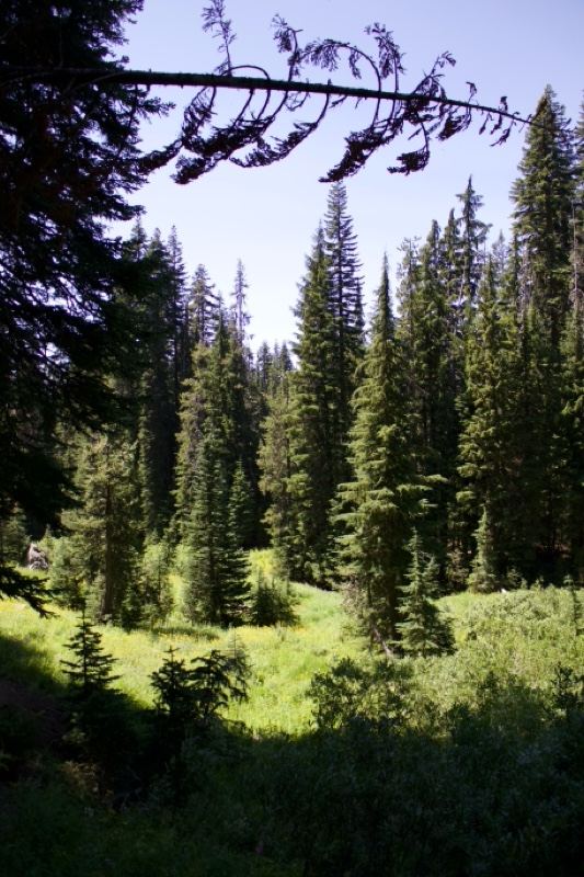 Sunlit Conifer Forest Meadow