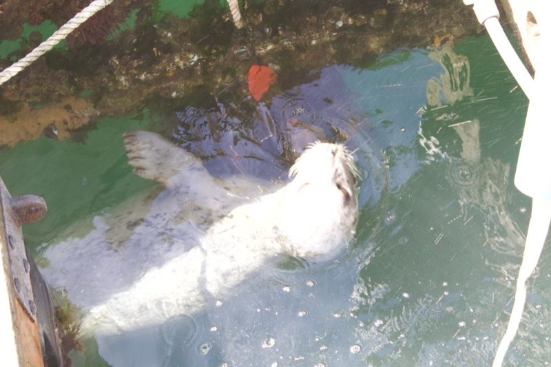 White seal floating near dock