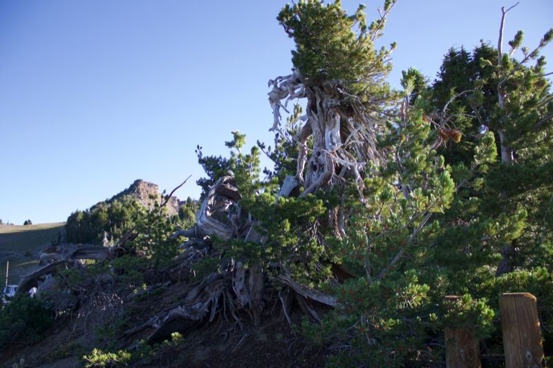 Gnarled Mountain Pine Tree