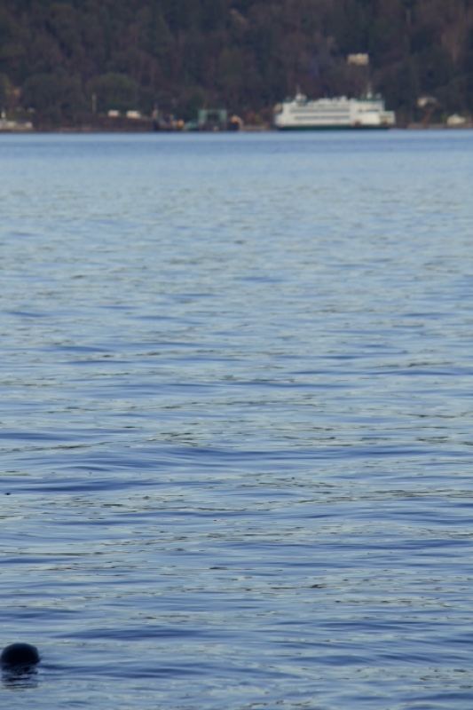 Seal Surfacing on Calm Lake