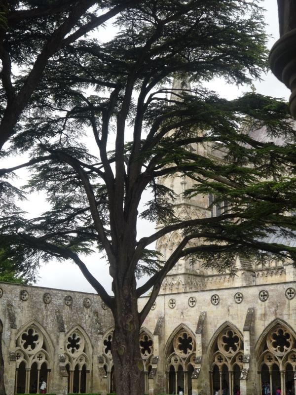 Cedar Tree Before Salisbury Cathedral