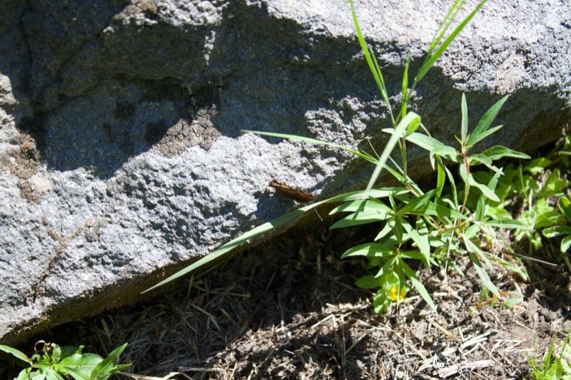 Plant Sprouting From Rock Crevice