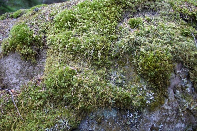 Moss Covered Rock Close Up
