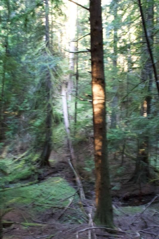 Sunlit Forest Interior With Tall Tree