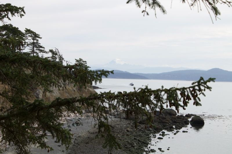 Coastal View Through Evergreen Branches