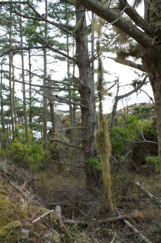 Coastal Conifer Forest Undergrowth