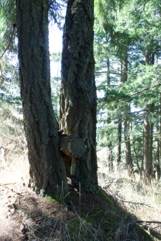 Two Tree Trunks in Sunlit Forest