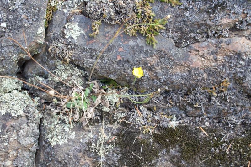 Yellow Wildflower on Mossy Rock