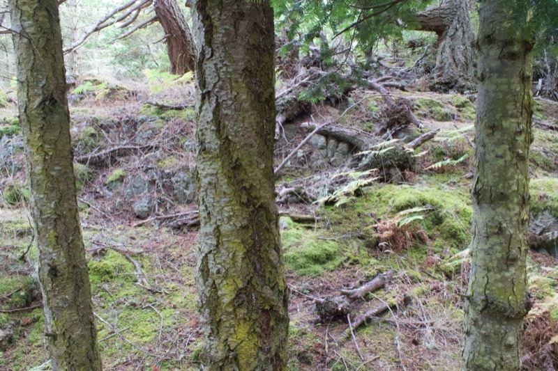 Mossy Tree Trunks in Forest Undergrowth