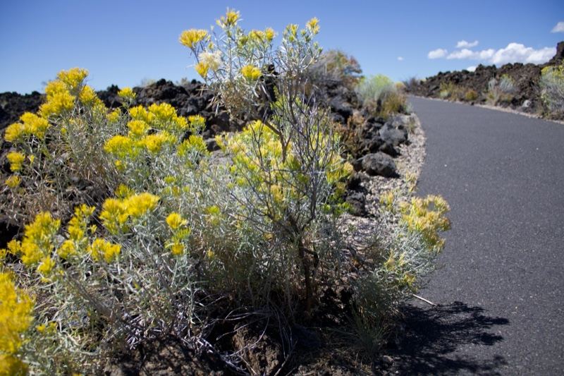 Yellow flowering shrub beside road