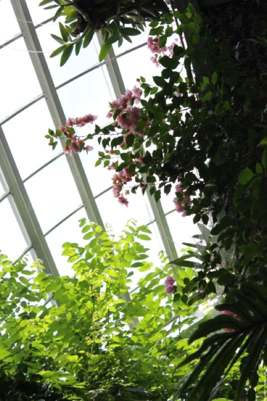 Lush Plants Under Greenhouse Skylight
