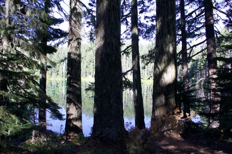 Tall Trees Beside Forest Lake