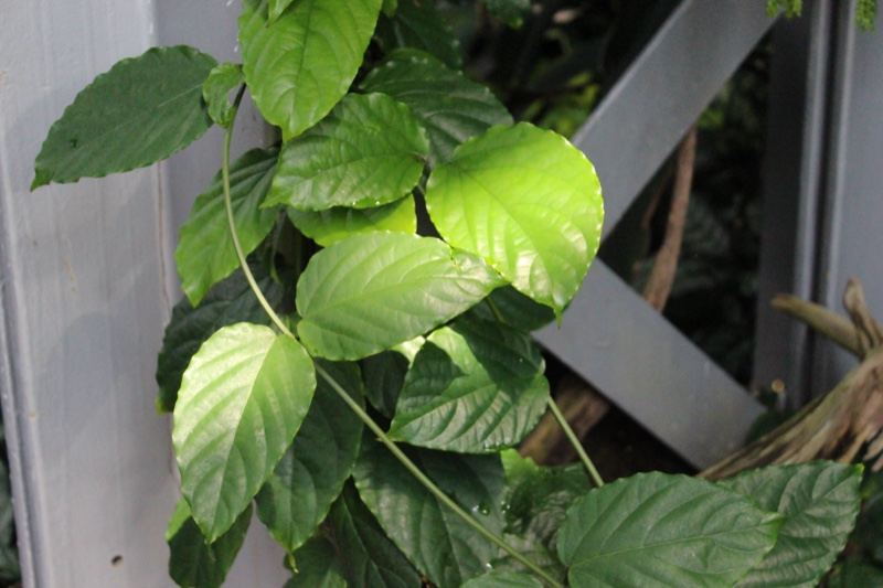 Green Vine Leaves on Trellis