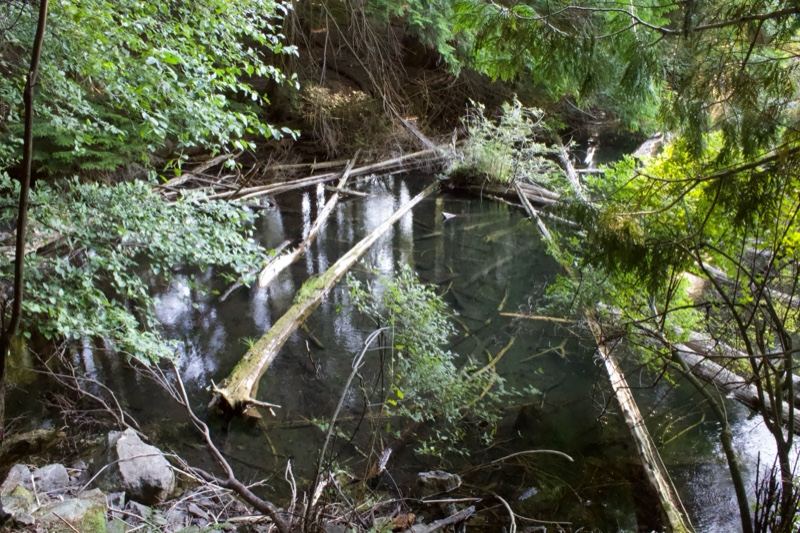 Fallen Logs in Forest Pond